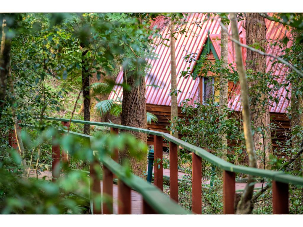 The Mouses House Rainforest Retreat Springbrook Exteriör bild
