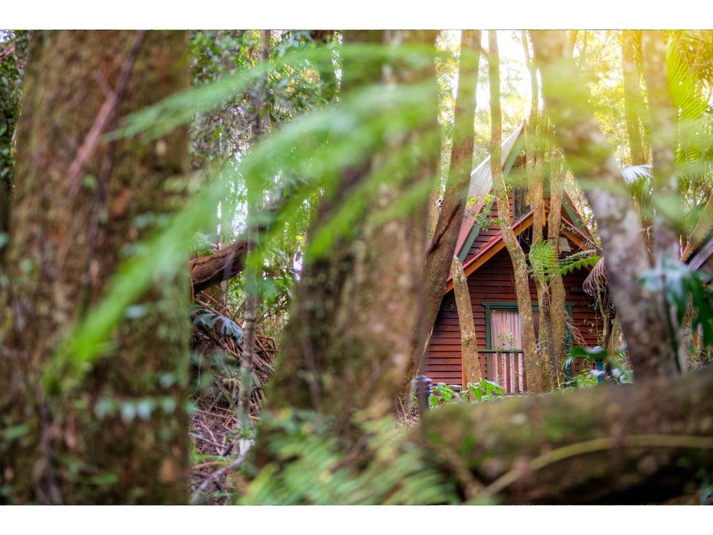 The Mouses House Rainforest Retreat Springbrook Exteriör bild